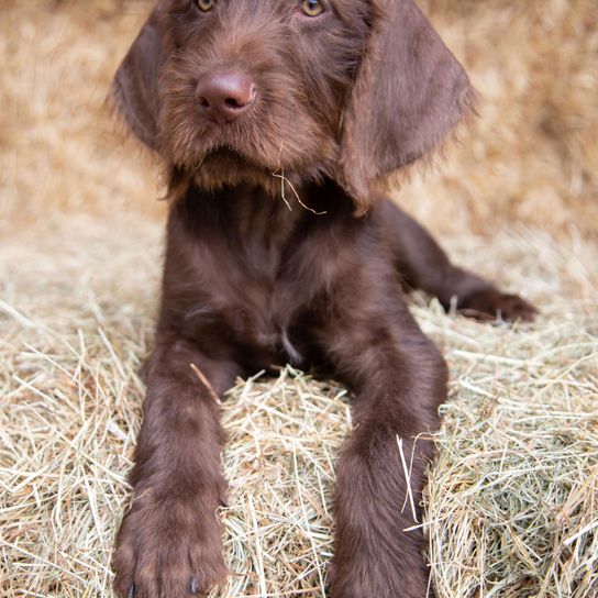 Dog,Mammal,Vertebrate,Canidae,Dog breed,Carnivore,Stichelhaar,Sporting Group,German longhaired pointer,Pointing breed,