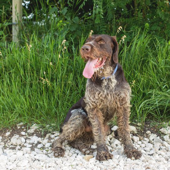 Dog,Mammal,Vertebrate,Canidae,Dog breed,Carnivore,Braque francais,German longhaired pointer,Sporting Group,Pointing breed,