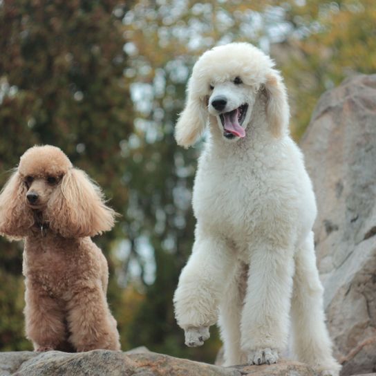 Dog,Mammal,Vertebrate,Canidae,Standard Poodle,Dog breed,Poodle,Carnivore,Toy Poodle,Miniature Poodle,