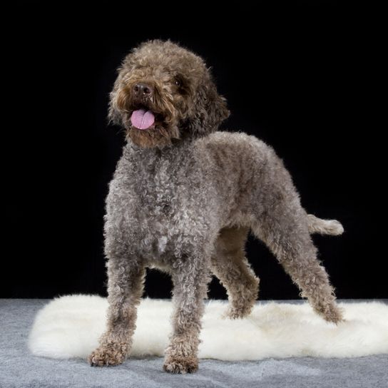 Dog,Mammal,Vertebrate,Canidae,Dog breed,Carnivore,Spanish water dog,Lagotto romagnolo,Sporting Group,Goldendoodle,