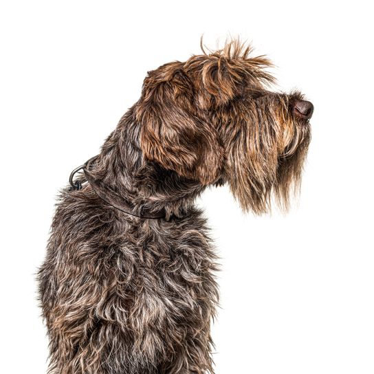 Griffon Korthals, Griffon d'arrêt à poil dur, rough haired pointer, dog similar to German Rauhaar, large breed dog from France, breed description of hunting dog, hunting dog breed, large brown dog breed, dog from France