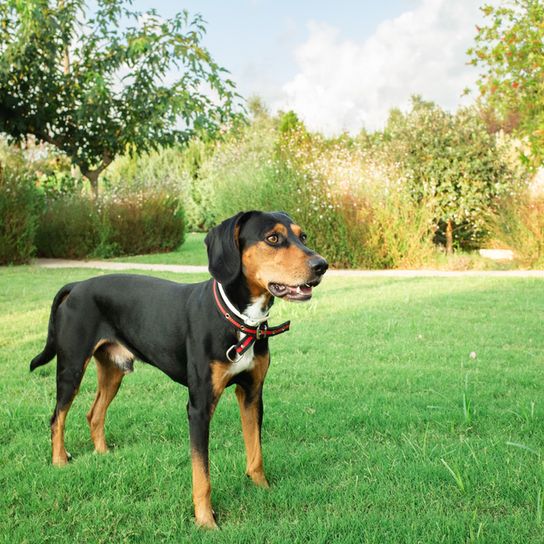 Hamiltonstövare, Hamilton dog standing on a green meadow, male puppy, dog similar to beagle, tri-coloured dog, hunting dog, dog from Sweden, Swedish breed, dog with floppy ears