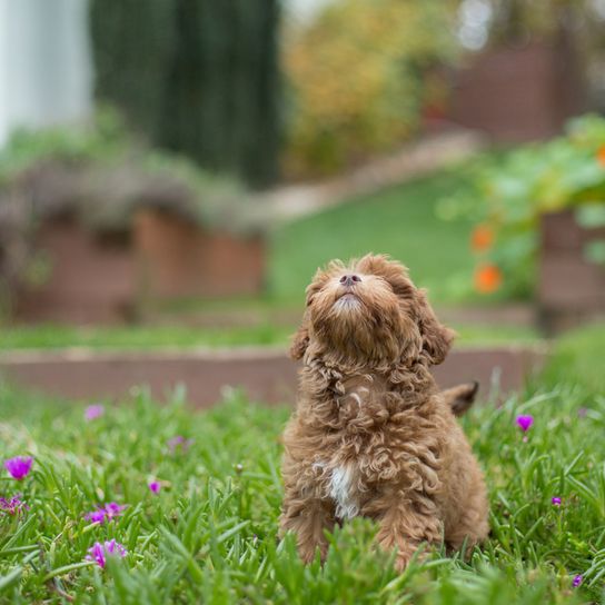 Havapoo brown white puppy sitting in the flower meadow