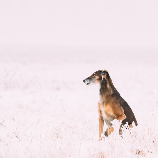 Chrotaj breed description, short haired greyhound, giant dog breed, greyhound breed from Russia, Russian dog breed, Chortaja Borzaja, Hortaya Borzaya, Hort, Horty, brown dog with tilt ears in the snow