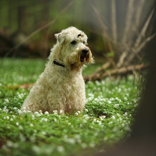 Irish Soft Coated Wheaten Terrier Character