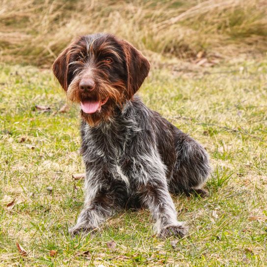 Griffon Korthals, Griffon d'arrêt à poil dur, rough haired pointer, dog similar to German Rauhaar, large breed dog from France, breed description of hunting dog, hunting dog breed, large brown dog breed, dog from France, Korthals dog sitting in the grass