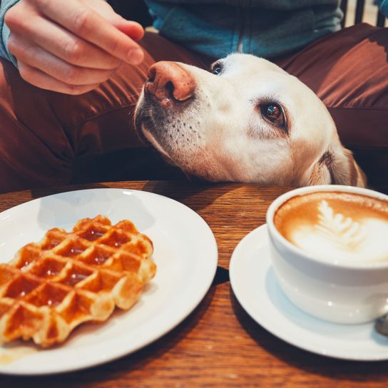 Labrador eats from the table Food,Dish,Cuisine,Breakfast,Waffle,Ingredient,Coffee,Belgian waffle,Meal,Caffè macchiato,