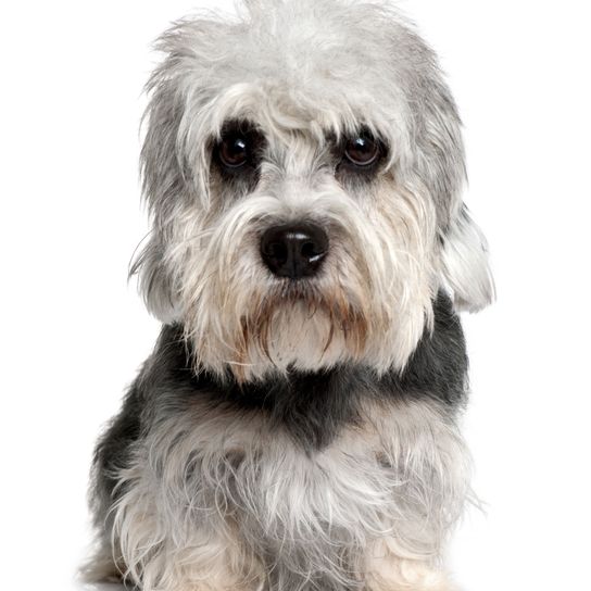 Dog,Mammal,Vertebrate,Dog breed,Canidae,Carnivore,Terrier,Snout,Small terrier,Morkie,