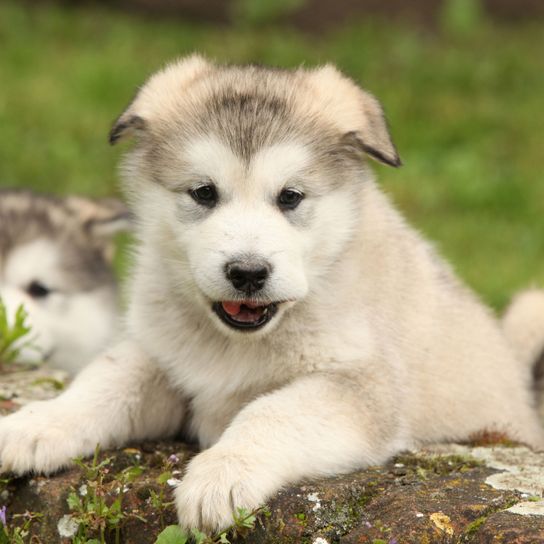Dog,Mammal,Vertebrate,Canidae,Dog breed,Siberian husky,Alaskan malamute,Carnivore,Greenland dog,Puppy,