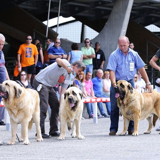 Spanish Mastiff at a dog show with his master, dog show, dog exhibition, giant dog breed, guard dog, watch dog, large dog breed from Spain, Spanish dog breed, brown black mask, list dog, Molosser from Spain, yellow dog