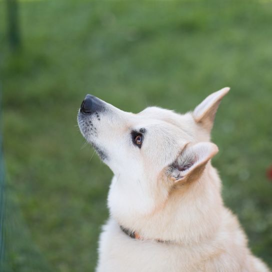 Norwegian Buhund, small white dog that looks similar to Spitz, dog from Norway