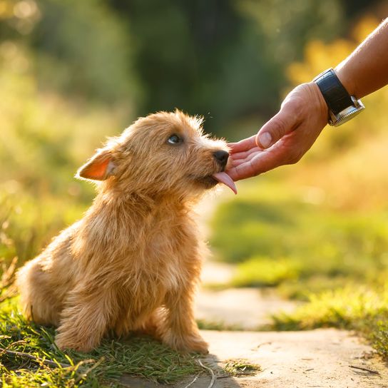 Norwich Terrier puppy being stroked on the face by a hand, dog sitting on the lawn in the garden, puppy, small brown dog with rough coat, rough coat dog breed, dog breed from UK