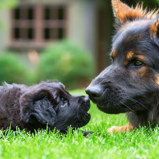 Old german shepherd dog mother with puppies black yellow