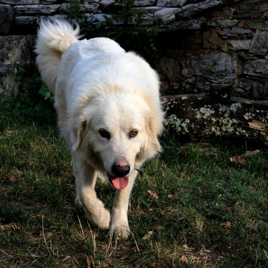 Pyrenean mountain dog named Patou walks across a meadow and looks like a golden retriever, french shepherd dog, herding dog
