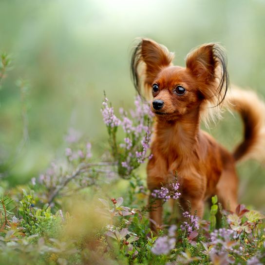 Russkiy Toy red brown lying on a white background, small dog breed from Russia, Russian dog breed, Terrier, Russian Toy Terrier, hanging ears with long fur, dog similar to Chihuahua