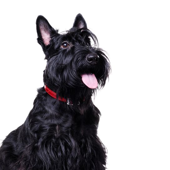 Scottish Terrier black, small dog with black coat, dog with long coat, black dog breed, prick ears, dog with moustache, city dog, dog breed for beginners