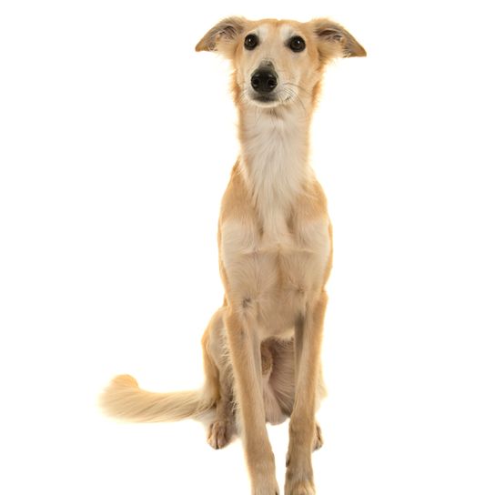 Silken Windsprite dog blonde with tilt ears sits on a white background, dog with medium length fur, greyhound, racing dog