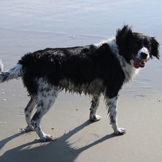 Stabyhoun dog breed from HOlland with black and white fur similar to Border Collie