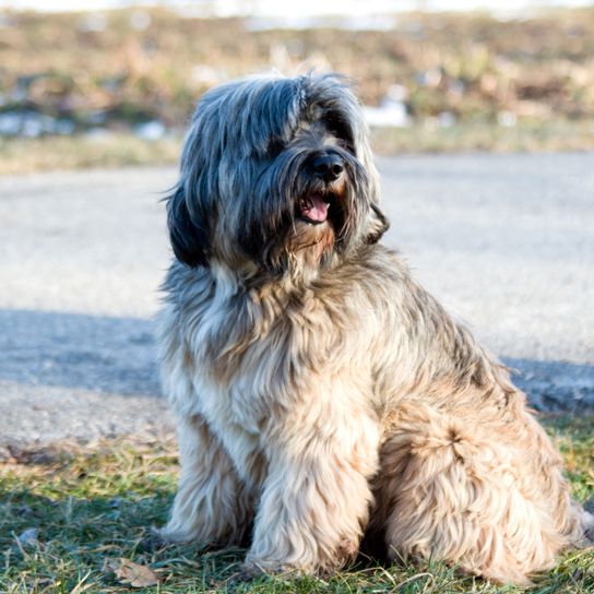 Dog,Mammal,Vertebrate,Dog breed,Canidae,Catalan sheepdog,Tibetan terrier,Carnivore,Briard,Cão da serra de aires,