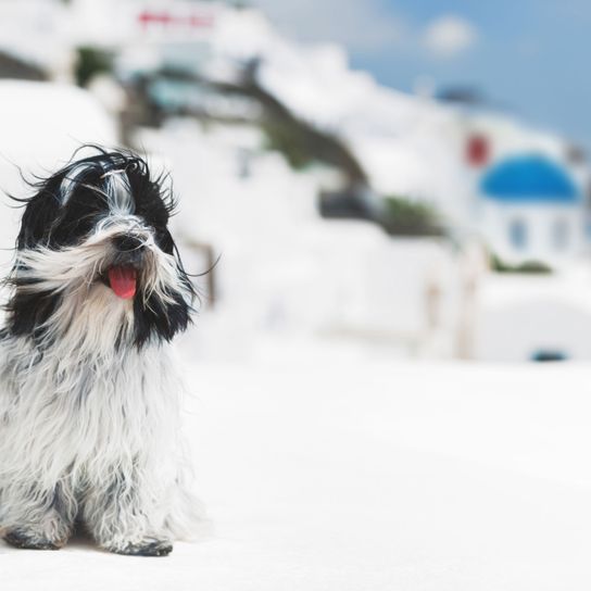 Dog,Mammal,Canidae,Dog breed,Carnivore,Sporting Group,Standard schnauzer,