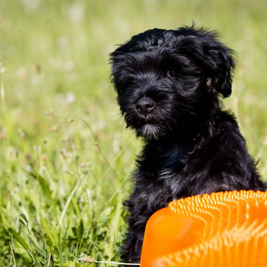 Dog,Mammal,Vertebrate,Dog breed,Canidae,Puppy,Schnoodle,Carnivore,Affenpinscher,Grass,