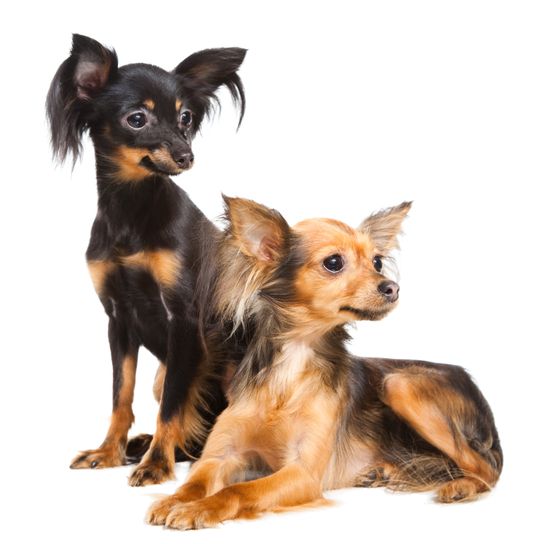 Russkiy Toy brown black lying on a white background, small dog breed from Russia, Russian dog breed, Terrier, Russian Toy Terrier, hanging ears with long fur, dog similar to Chihuahua