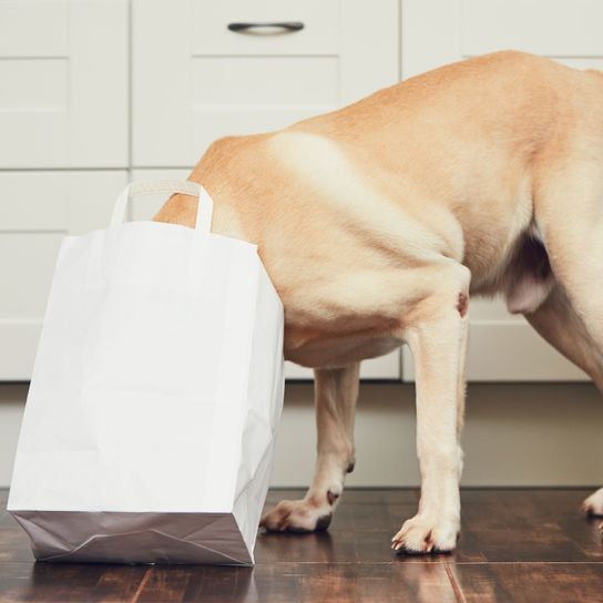 White,Floor,Canidae,Snout,Dog,Dog breed,Room,Leg,Flooring,Hardwood,