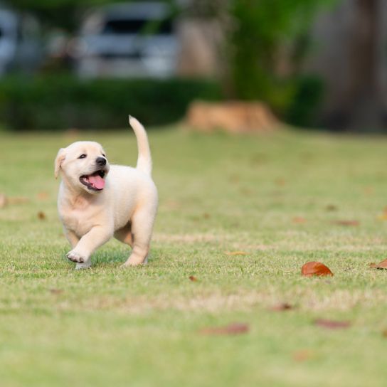 yellow Labrador puppy Dog,Mammal,Vertebrate,Canidae,Dog breed,Labrador retriever,Puppy,Carnivore,Retriever,Grass,