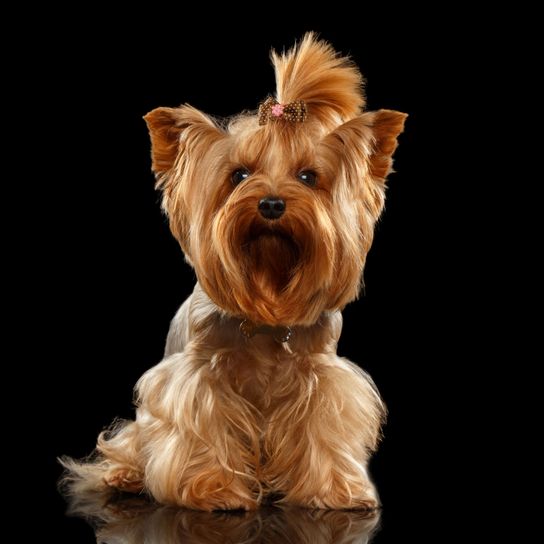 Dog,Mammal,Yorkshire terrier,Canidae,Dog breed,Terrier,Small terrier,Carnivore,Companion dog,Snout,
