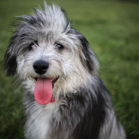 perro, mamífero, vertebrado, raza de perro, Canidae, carnívoro, Aussiedoodle gris con lengua