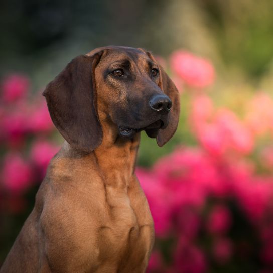 Perro, mamífero, vertebrado, Canidae, raza de perro, carnívoro, perro de montaña bávaro, perro, perro marrón en prado de flores rosas