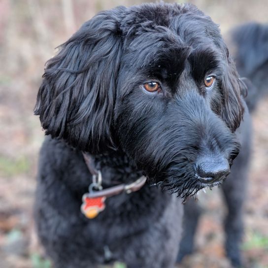 Perro, mamífero, vertebrado, Canidae, raza de perro, carnívoro, grupo deportivo, perro de caza, bozal, Aussiedoodle negro con collar en el bosque