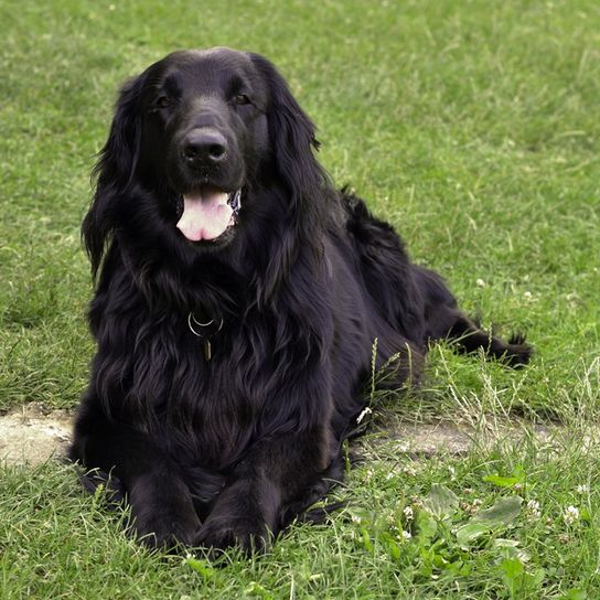 retriever negro de pelo liso, pelo negro largo y liso en perro grande