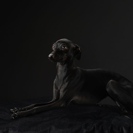 el galgo italiano se llama carillón de viento, pequeño perro negro y delgado con cola larga, perro de carreras