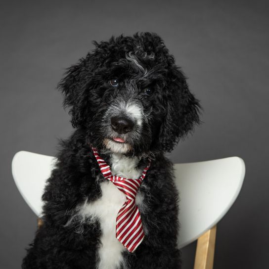 Perro, vertebrado, Canidae, mamífero, raza de perro, carnívoro, caniche, grupo deportivo, Bernedoodle blanco y negro con corbata a rayas rojas y blancas sentado en un sillón