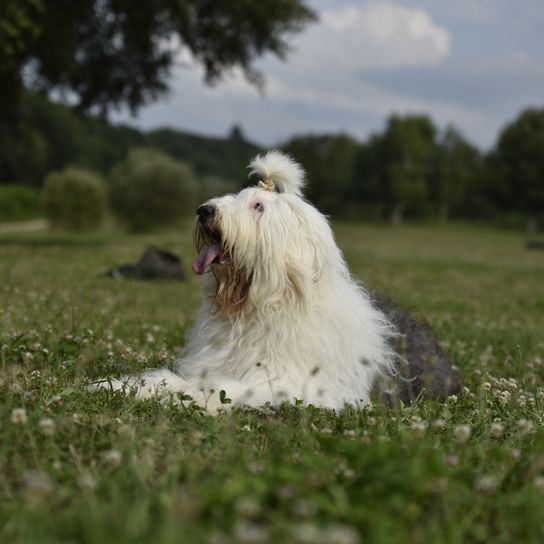 Perro Bobtail tumbado en el césped, gran perro blanco con manchas grises y pelo muy largo
