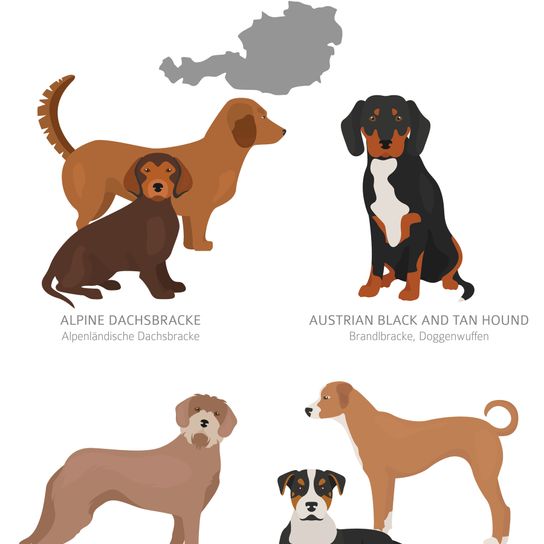 Resumen de las razas caninas reconocidas de Austria, Brandbracke, Vieräugl, Kärntner Bracke
