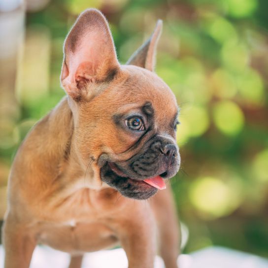 perro, mamífero, vertebrado, canidae, raza de perro, bulldog francés leonado, cachorro, hocico, bulldog, carnívoro, pequeño frenchie en marrón, raza de perro pequeño marrón para principiantes