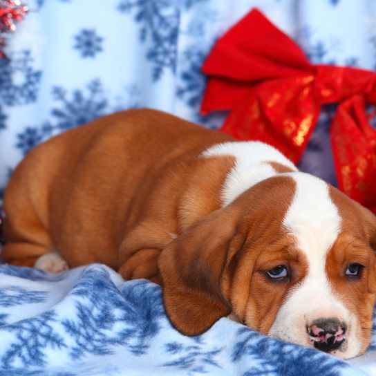 Buggle cachorro de perro marrón blanco acostado en una manta de Navidad de invierno, el perro que se considera un perro de diseño, buena raza de principiante, mezcla de bulldog, mezcla de bulldog