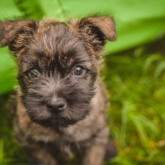 pequeño cachorro de Cairn Terrier con orejas de punta y pelaje atigrado, pelo atigrado en el perro, coloración tigre