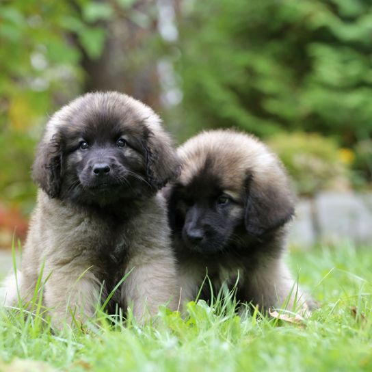 Mamífero, Perro, Vertebrado, Raza de perro, Canidae, Perro parecido a Sarplaninac, Cachorro, Raza parecida al perro pastor caucásico, Leonberger, Carnívoro, Leonberger gris, Cachorros