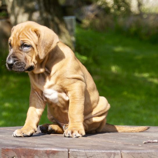 Cachorro de Tosa Inu sentado en una mesa en un parque, pequeño perro marrón, perro de pelea, perro de lista, raza de perro japonesa que es agresiva, perro marrón con orejas caídas