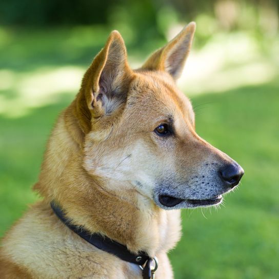 Canaan perro rojo blanco, perro similar al Shiba óptico, perro marrón blanco con orejas paradas, Isrealspitz, raza de perro israelí, raza de perro grande