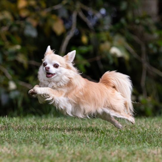 Perro, mamífero, vertebrado, Canidae, raza de perro, carnívoro, perro de compañía, raza parecida al spitz alemán, perro parecido al golden retriever pequeño, chihuahua rubio de pelo largo