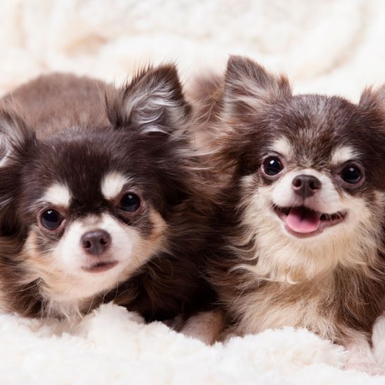 Mamífero, Vertebrado, Perro, Canidae, Raza de perro, Cachorro, Piel, Perro de compañía, Hocico, Carnívoro, Choco Tan Chihuahua risueño, Perro pequeño de pelo largo y orejas puntiagudas