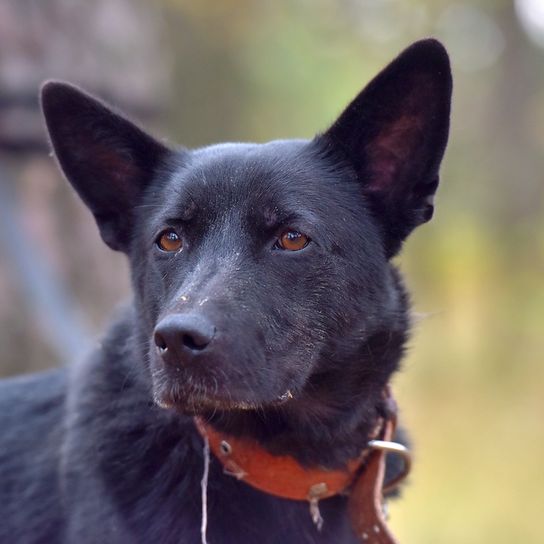 raza de perro negro, perro pastor croata, Hrvatski ovčar, perro pastor croata, perro de oveja, perro de Croacia, perro parecido al Pumi, perro parecido al Spitz, perro negro, perro mediano, perro pastor, perro con orejas de pinchazo en un suelo de grava