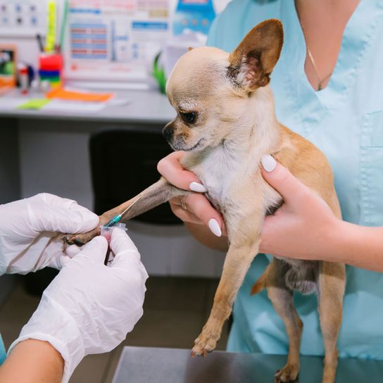 Perro, Canidae, raza de perro, chihuahua rubio de pelo corto en el médico, piel, veterinario, perro de compañía, oreja, carnívoro, hocico,