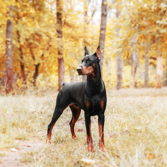 Perro, Mamífero, Vertebrado, Raza de perro, Doberman con la cola amputada y las orejas puntiagudas, Canidae, Perro guardián, Raza similar al Manchester Terrier, Toy Manchester Terrier, Raza Pinscher,