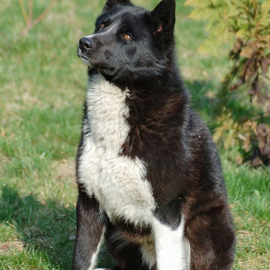 Descripción de la raza del Perro Oso de Carelia, raza de perro finlandés, perro de Finlandia, perro blanco y negro con orejas puntiagudas, perro parecido al Husky, perro parecido al Spitz, raza de caza, raza de perro independiente, raza de perro no principiante, aspecto de panda en el perro, Björnhund, Karjalankarhukoira, perro grande