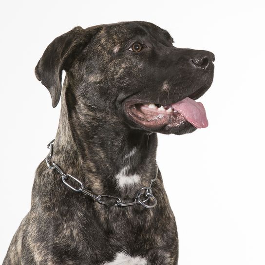 Dogo Canario jadeante, raza de perro atigrado